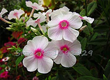 Flowering Plant Hibiscus Malva Seeds 1000pcs, Garden Greening Rose Malvaceae Flower Seeds, Bright Coloured Da Hua Qiu Kui Seeds