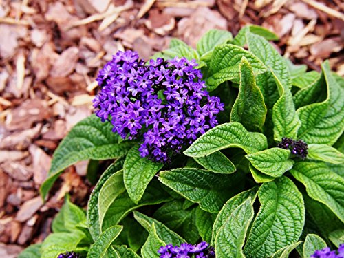 Heliotropo de jardín; pastel de cereza, heliotropo común - 200 semillas