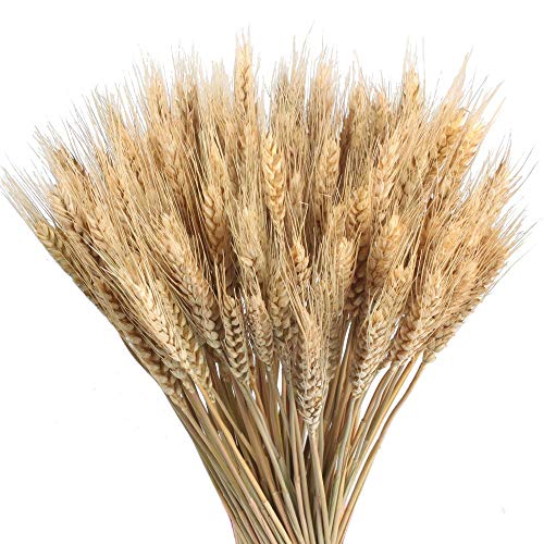 HUAESIN 100Pcs Flores Secas Naturales Ramo Trigo Seco Espigas de Trigo Secas Dcoracion Hierba de Trigo Artificial Flor Artificial para Jarrones Hogar Boda Fiesta Oficina Balcon Interior Exterior