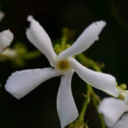 Jazmín estrellado - Jazmín de leche: Trachelospermum jasminoides (planta hojas perennes) – Maceta de 1.5 litro (Planta trepadora - Planta adulta) - Resistente a las heladas: excelente - ClematisOnline