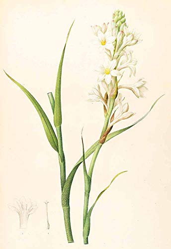 JH Lacrocon Pierre-Joseph Redoute - Polianthes Tuberosa Reproducción Cuadro sobre Lienzo Enrollado 35X50 cm - Pinturas Flor Impresións Decoración Muro