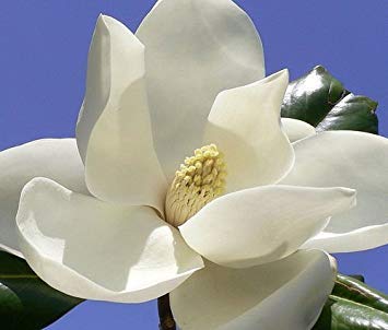 MAGNOLIA GRANDIFLORA, exotic flowering tree FRAGRANT FLOWER rare seed 50 seeds