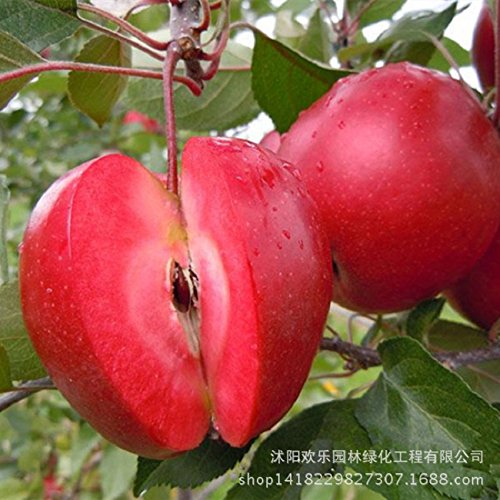 Manzana manzana roja amor de frutas carnes rojas, árboles frutales en macetas se pueden plantar árboles frutales 50 semillas / Paquete