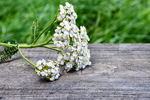 Milenrama (Achillea millefolium) - Aceite esencial 100% puro, sin diluir, grado terapéutico (5ml)