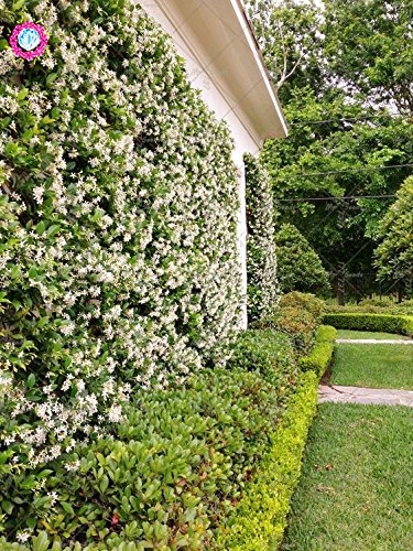 Planta al aire libre 20pcs Escalada Raras Semillas Las semillas de flor del jazmín jazmín fragante jazmín de Arabia Planta de semillas para jardín