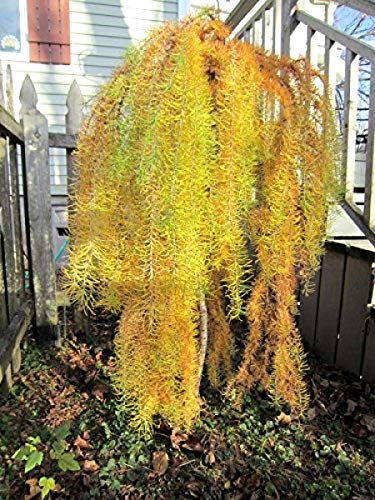 PLAT FIRM GerminaciÃ³n de las semillas: RARO LLAMATIVA ENANO WEEPING Alerce - Larix decidua 'Pendula' - 15 semillas