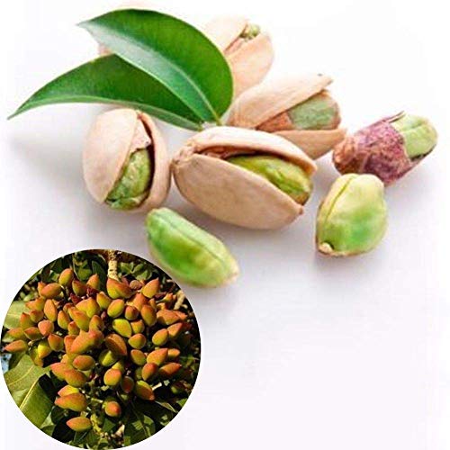 Portal Cool 5 Unids Tuercas de Pistachos de Ãrbol de Nuez Pistacia Semillas Raras de Frutales Semillas de Plantas Tropicales