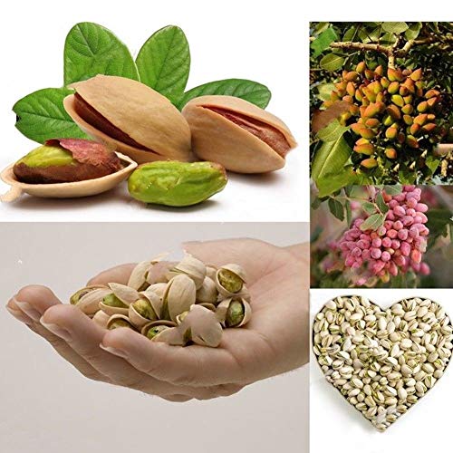 Portal Cool Ãrbol de nueces Semillas de pistachos Pistacia Semillas de Ã¡rboles frutales raras Planta tropical Semillas de frutos secos