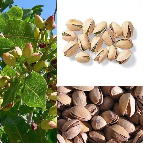 Portal Cool Ãrbol de nuez Pistachos nutricionales Semillas Pistacia Fruta al aire libre Raras Planta tropical