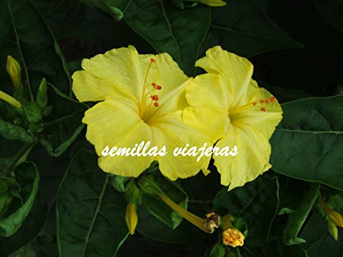 Portal Cool Mirabilis Jalapa amarillas, de noche amarillo Don Diego 30 semillas, semillas, Graines