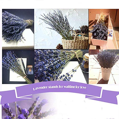 PTVwire Ramos de Lavanda secas 100% Natural para decoración del hogar, Fragancia del hogar, Flores de jabón Hechas a Mano