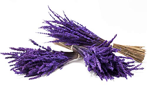 Ramo de Lavanda preservada