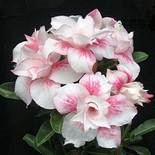 Rosa claro única doble Flores Red Stripe plantas de balcón en maceta Rosa flores del desierto Semillas Adenium obesum Semillas 1PCS