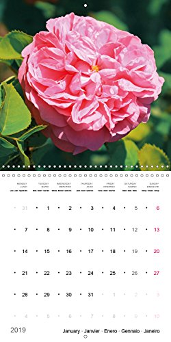 Roses historiques - la reine des fleurs (calendrier mural 2019 300 * 300 mm square) - beaute, senteu (Calvendo Nature): Beauté, senteur et une ... historiques (Calendrier mensuel, 14 Pages )