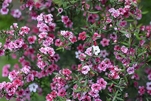 RWS Árbol del Té 30 semillas, SÃ¼dsee-mirto, (Leptospermum scoparium) Manuka Tea Tree