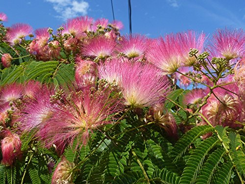 SAFLAX - Acacia de Constantinopla - 50 semillas - Con sustrato estéril para cultivo - Albizia julibrissin