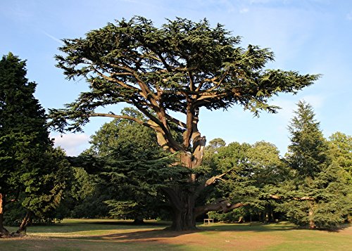 SAFLAX - Cedro del Líbano - 20 semillas - Cedrus libani