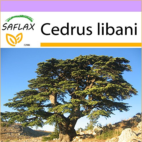 SAFLAX - Cedro del Líbano - 20 semillas - Cedrus libani