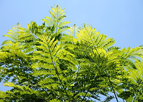 SAFLAX - Palisandro - 50 semillas - Con sustrato estéril para cultivo - Jacaranda mimosifolia