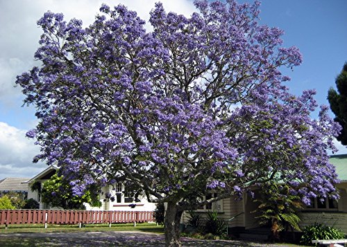 SAFLAX - Palisandro - 50 semillas - Con sustrato estéril para cultivo - Jacaranda mimosifolia