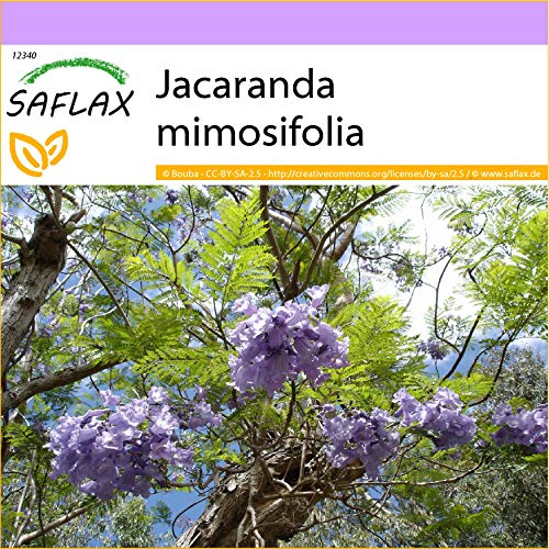 SAFLAX - Palisandro - 50 semillas - Jacaranda mimosifolia