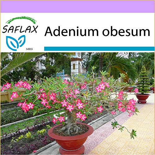 SAFLAX - Rosa del desierto - 8 semillas - Adenium obesum