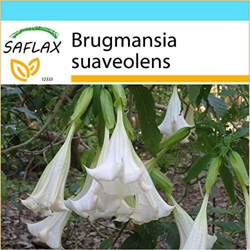 SAFLAX - Set regalo - Trompetas de ángel/Blanca - 10 semillas - Con caja regalo/envío, etiqueta para envío, tarjeta de felicitación y sustrato de cultivo y fertilizante - Brugmansia suaveolens