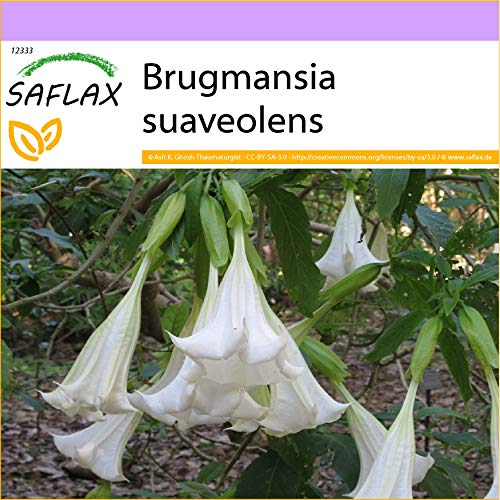 SAFLAX - Trompetas de ángel/Blanca - 10 semillas - Brugmansia suaveolens