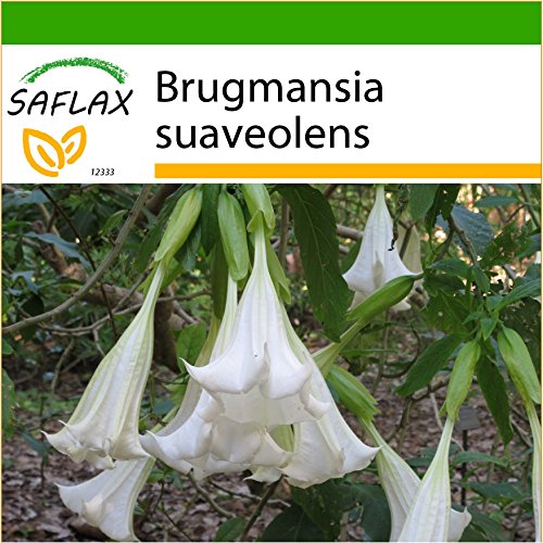 SAFLAX - Trompetas de ángel/Blanca - 10 semillas - Con sustrato estéril para cultivo - Brugmansia suaveolens