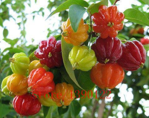 semillas 20pcs Surinam cherry, semillas de fruta Pitanga, cereza brasileña {rojas}, planta rara para el hogar y el jardín