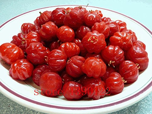 semillas 20pcs Surinam cherry, semillas de fruta Pitanga, cereza brasileña {rojas}, planta rara para el hogar y el jardín