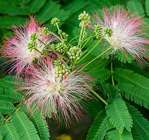 Semillas de árbol de seda persa - Albizia julibrissin -