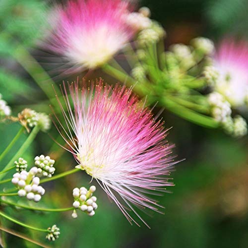 Semillas de árbol de seda persa - Albizia julibrissin -