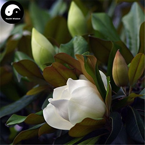 Semillas de compra real de la magnolia grandiflora árbol 240pcs Planta blanca Magnoliaceae crezca flor dulce g Yu Lan