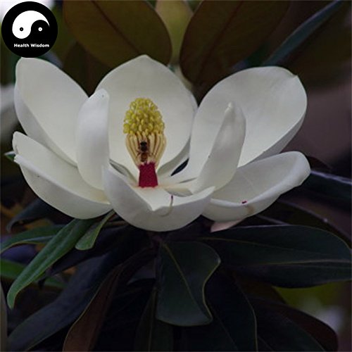 Semillas de compra real de la magnolia grandiflora árbol 240pcs Planta blanca Magnoliaceae crezca flor dulce g Yu Lan