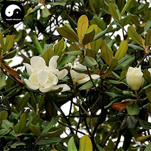 Semillas de compra real de la magnolia grandiflora árbol 240pcs Planta blanca Magnoliaceae crezca flor dulce g Yu Lan