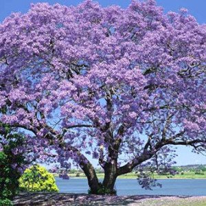 SEMILLAS ECOLÓGICAS DE JACARANDA MIMOSIFOLIA PROCEDENTES DE ÁRBOLES CENTENARIOS Y MILENARIOS