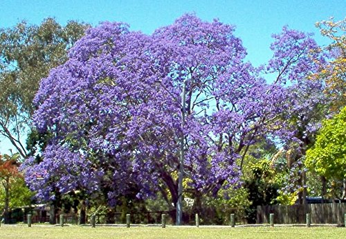 SEMILLAS ECOLÓGICAS DE JACARANDA MIMOSIFOLIA PROCEDENTES DE ÁRBOLES CENTENARIOS Y MILENARIOS