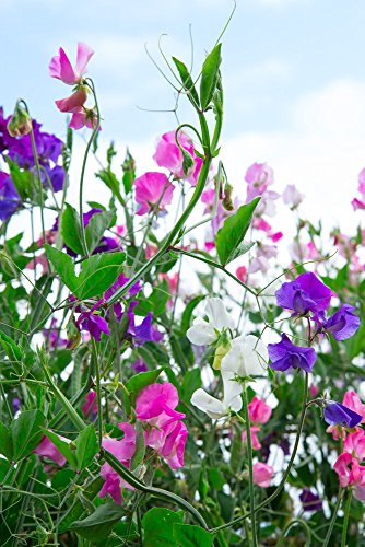 Semillas mixtas de guisante de olor - Lathyrus odoratus