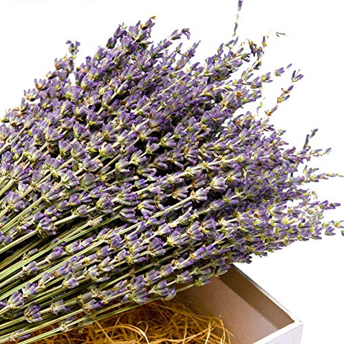 TooGet Flores de Lavanda Natural, Fragante Ramo de Lavanda Seca 200 Se Deriva de 40-45cm de Largo, Flores Decorativas Ramo de Flores Para La Decoración Del Hogar, Regalo, Boda o Cualquier Ocasión