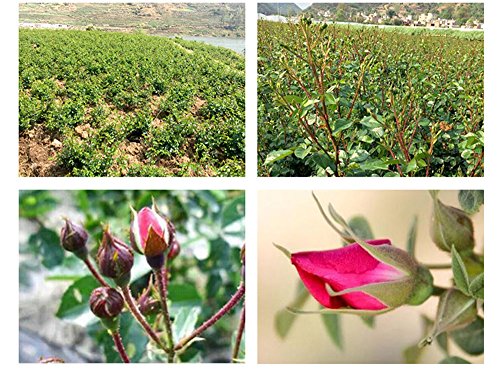 TooGet La Variedad de Pétalos y Capullos de Rose 4 Bolsas Incluye Pétalos de Rosa, Capullos de Rosa, Rosa Damascena, Rosa de Borde Dorado, Flor de té Verde a Granel, Tipo de Manualidades