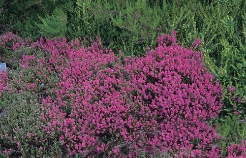 Tree Seeds Online - Calluna Vulgaris Lila Heather. 100 Semillas - Paquete con 10