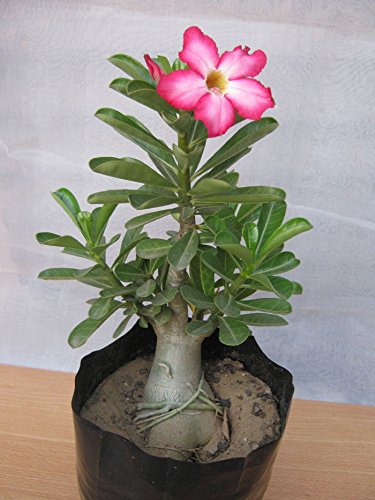 Tropica - Suculentas - Adenium (Adenium obesum) - 8 Semillas