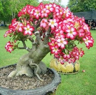 Tropica - Suculentas - Adenium (Adenium obesum) - 8 Semillas