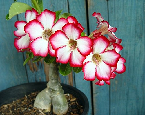 Tropica - Suculentas - Adenium (Adenium obesum) - 8 Semillas