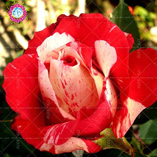 100pcs / bag Negro Baccara semillas híbridas Rose arbusto de flores, Exóticos True Blood Rose Flor de Plantas de jardín Bonsai Fácil Planta 7