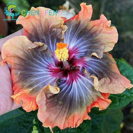 100pcs gigante hibisco Semillas 24kinds Hibiscus rosa-sinensis Semillas de flores Semillas color de la mezcla del hibisco del árbol por Flor Plantas en maceta