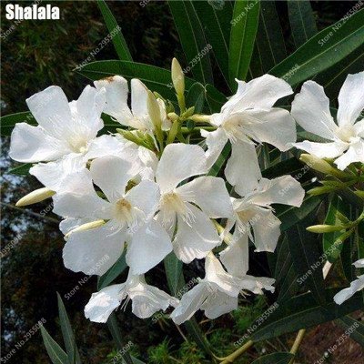 150pcs / bag exóticas Semillas de adelfa japoneses rara florece la planta ornamental en maceta de Bonsai Jardín en Tiesto plantadores