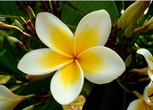 50 semillas Semillas Inicio Jardín Frangipani Plumeria rubra Lei flor de huevo