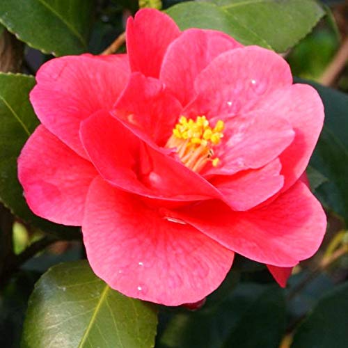 Aceite de camelia orgánico.